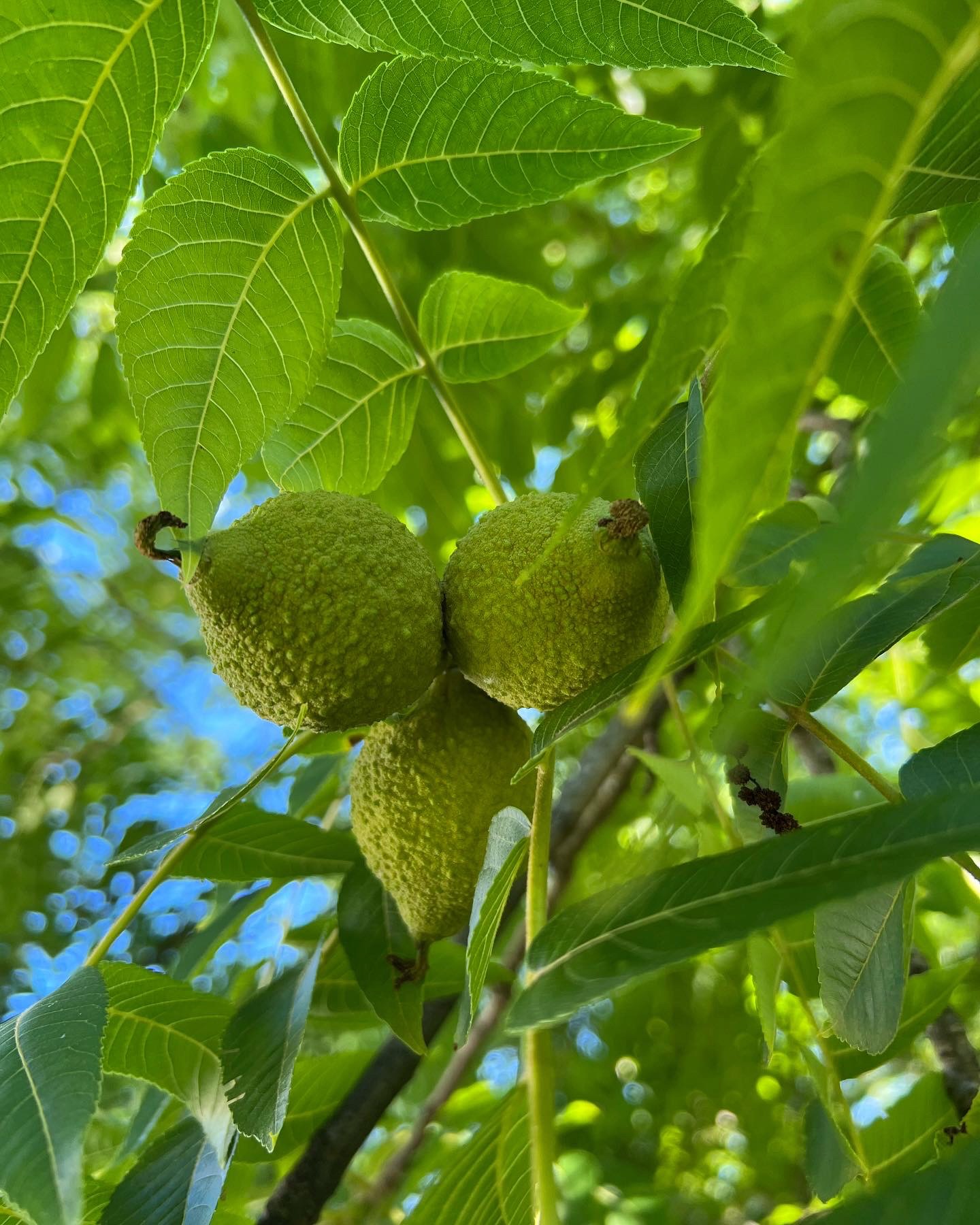 black nuts juglans nigra